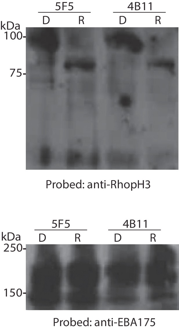 Figure 1—figure supplement 3.