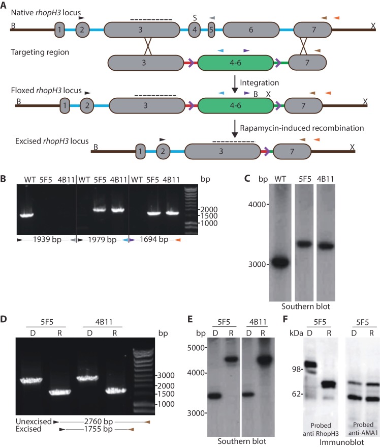 Figure 1.