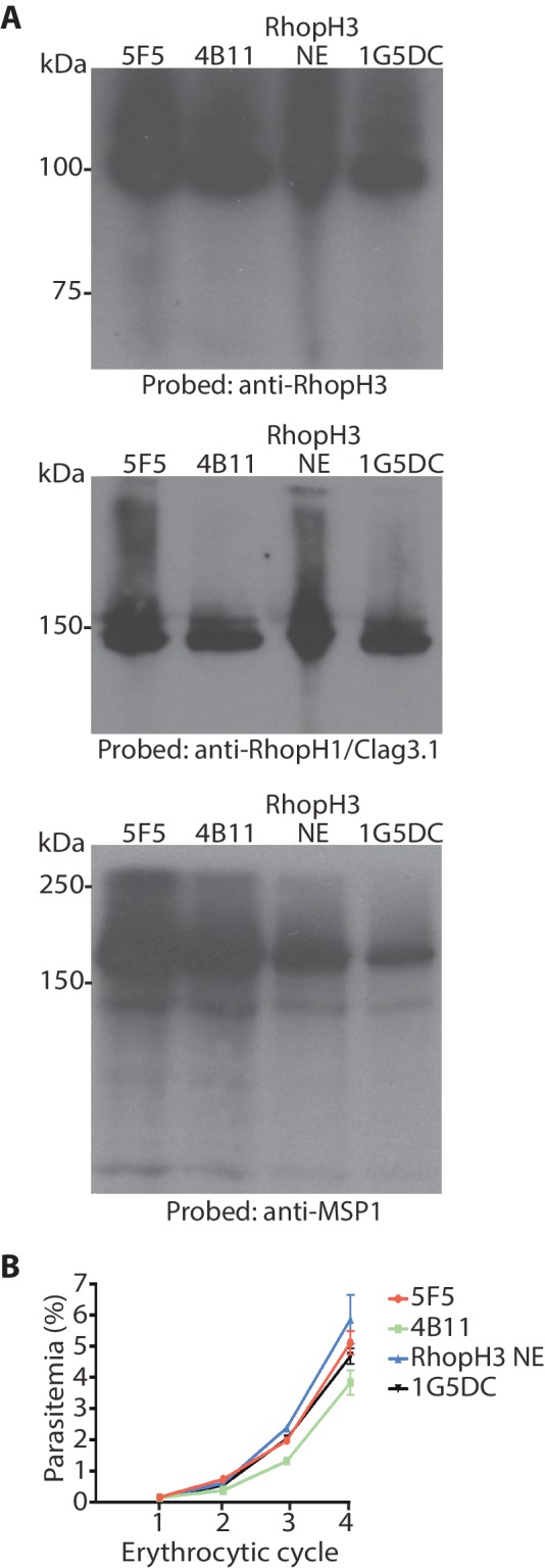 Figure 1—figure supplement 2.