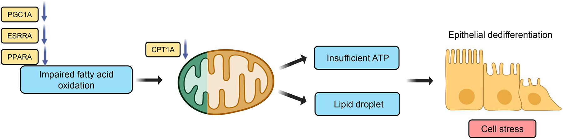 Fig.1