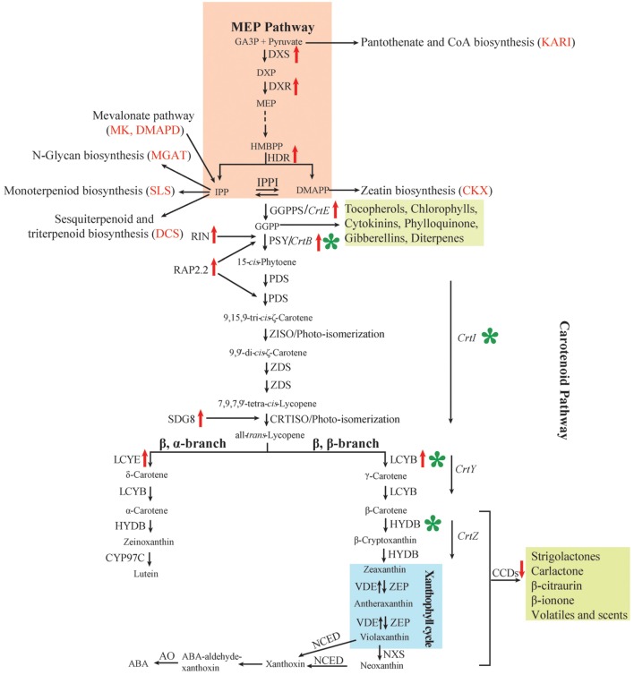 FIGURE 1