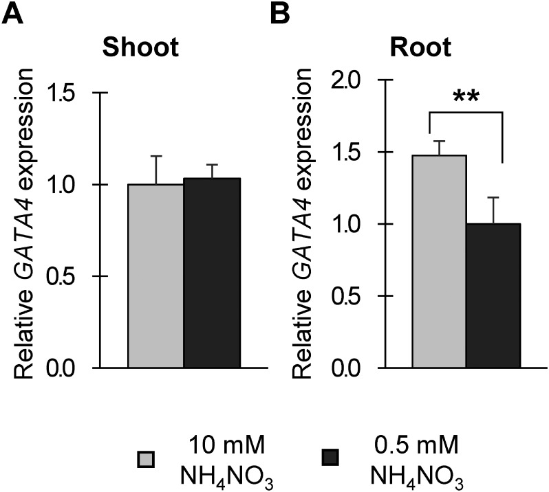 Figure 2. GATA4 expression in response to different nitrogen conditions. Relative expression of GATA4 in shoots (A) and roots (B) of wild type at 13 DAS grown under different nitrogen conditions analyzed by qRT-PCR, and all expression levels were normalized to that of PP2AA3 (At1g3320), reference gene. Values are means±SD of four biological replicates. Double asterisks indicate significant difference at p< 0.01 in t-test when compared to plants grown in nitrogen-sufficient conditions (10 mM NH4NO3).