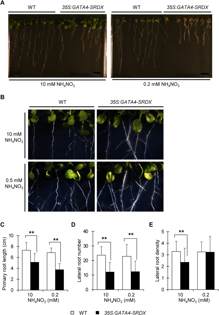 Figure 7. Root architecture of wild type and 35S:GATA4-SRDX plants under different nitrogen conditions. (A) Photos of 15 DAS 35S:GATA4-SRDX plants and wild type grown vertically under nitrogen-sufficient (left; 10 mM NH4NO3) and nitrogen-deficient (right; 0.2 mM NH4NO3) conditions. Scale bar; 1 cm. (B) Root hair phenotype of 35S:GATA4-SRDX plants and wild type grown vertically under nitrogen-sufficient (top; 10 mM NH4NO3) and nitrogen-deficient (bottom; 0.5 mM NH4NO3) conditions, at 11 DAS. (C) Primary root length of 15 DAS seedlings of 35S:GATA4-SRDX plants and wild type. (D) Number of lateral root initiations. (E) Lateral root density (number of lateral roots divided by primary root length). Values are means±SD (n=35–50). Total replicates of 35S:GATA4-SRDX plants contain four independent lines. Double asterisks indicate significant difference at p< 0.01 in t-test when compared to wild type grown in each nitrogen condition.