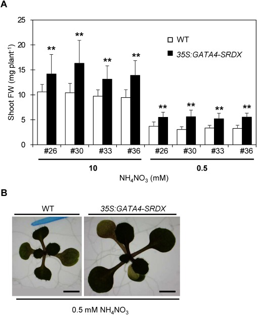 Figure 1. Phenotype at 14 days after sowing (DAS) of 35S:GATA4-SRDX and wild type seedlings. (A) Comparison of shoot fresh weight (FW) between wild type (WT) and 35S:GATA4-SRDX plants under nitrogen-sufficient (10 mM NH4NO3) and nitrogen-deficient (0.5 mM NH4NO3). Open and closed bars indicate wild type and 35S:GATA4-SRDX plants, respectively. An Arabic numeral with ‘#’ symbol under each closed bar represents an independent line of 35S:GATA4-SRDX plants. Values are means±SD (n=16–23). Double asterisks indicate significant differences at p<0.01 in t-test when compared to wild type grown in each nitrogen condition. (B) Photos of 14 DAS wild type and independent line #30 of 35S:GATA4-SRDX plants grown under nitrogen-deficient conditions. Scale bar; 2 mm.