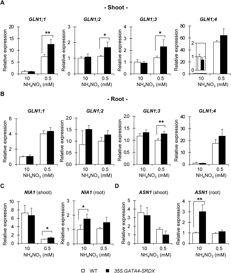 Figure 6. Expression of nitrogen assimilation-related genes. Gene expression in shoots (A) and roots (B) of 13 DAS plants grown under different nitrogen conditions, measured by qRT-PCR, and all expression levels were normalized to that of PP2AA3 (At1g3320), reference gene. (A, B) Relative expression of GLN1;1, GLN1;2, GLN1;3, and GLN1;4. (C, D) Relative expression of NIA1 (C) and ASN1 (D) in shoots and roots. Values are means±SD of four independent biological replicates. Single and double asterisks indicate significant differences at p< 0.05 and 0.01, respectively, in t-test when compared to wild type grown in each nitrogen condition.