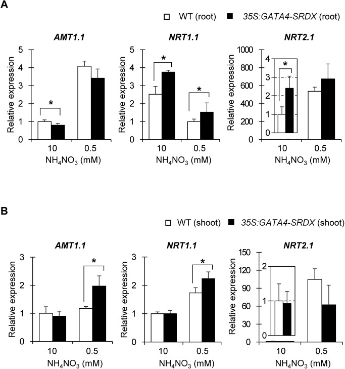 Figure 5. Expression of nitrogen transporter genes. Gene expression in roots (A) and shoots (B) of 13 DAS plants grown under different nitrogen conditions, measured by qRT-PCR, and all expression levels were normalized to that of PP2AA3 (At1g3320), reference gene. Values are means±SD of four independent biological replicates. Single and double asterisks indicate significant differences at p< 0.05 and 0.01, respectively, in t-test when compared to wild type grown in each nitrogen condition.