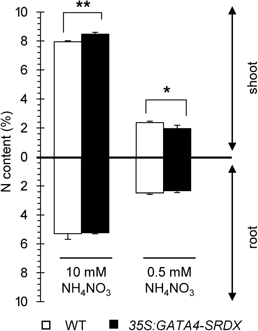 Figure 4. Nitrogen content in shoots and roots of wild type and 35S:GATA4-SRDX plants. Plants were grown under different nitrogen conditions for 15 DAS. Values are means±SD of four independent biological replicates. Single and double asterisks indicate significant difference at p<0.05 and 0.01, respectively, in t-test when compared to wild type grown in each nitrogen condition.