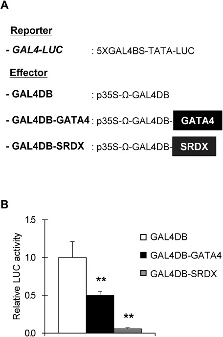 Figure 3. Transient effector–reporter analysis of GATA4 transcriptional activity. (A) Schematic representation of the constructs used in transient assay in Arabidopsis leaf protoplasts. The reporter construct contains firefly luciferase (LUC) driven by the promoter containing 5×Gal4 DNA-binding sequence (GAL4BS) and a TATA sequence. Each effector construct contains a Gal4 DNA-binding domain (GALDB) and TMV Omega leader sequence (Ω) driven by the CaMV 35 S promoter (p35S). The effector construct with the SRDX-fused Gal4 DNA-binding domain (GALDB-SRDX) was used as a positive control for repression. (B) Relative LUC reporter activity when each effector was co-transfected into leaf protoplasts. Values are means±SD of six technical replicates. Double asterisks indicate significant difference at p< 0.001 in Dunnett’s test when compared with negative control (GAL4DB).