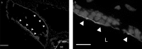 Figure 4. a, b