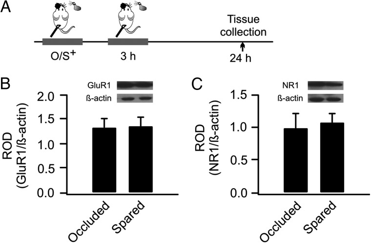 Figure 7.