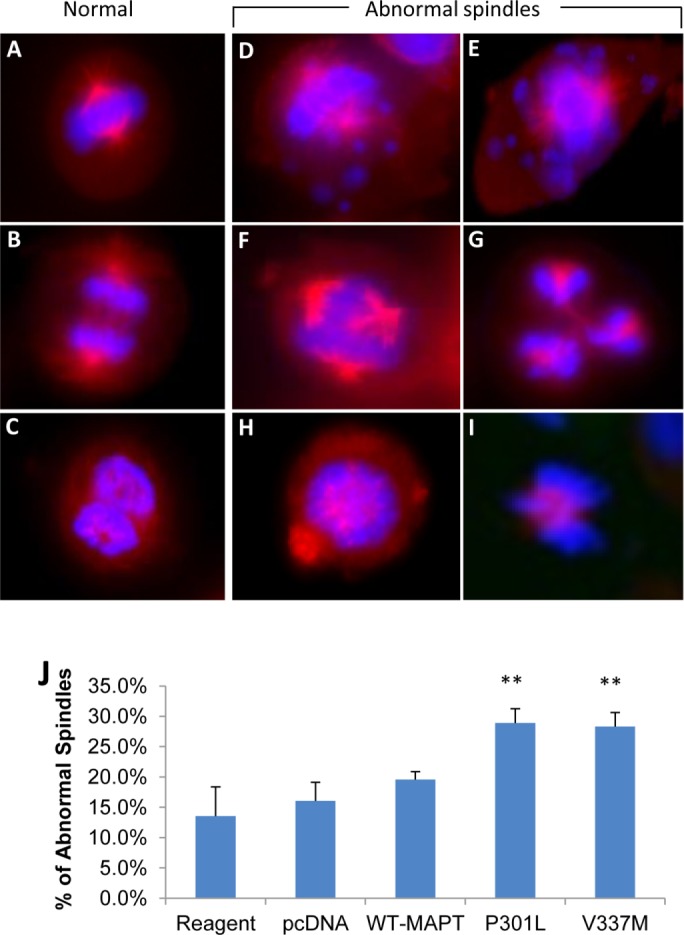 FIGURE 7: