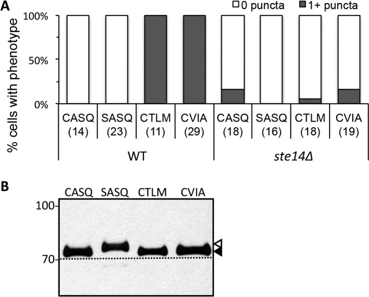 Figure 4—figure supplement 1.