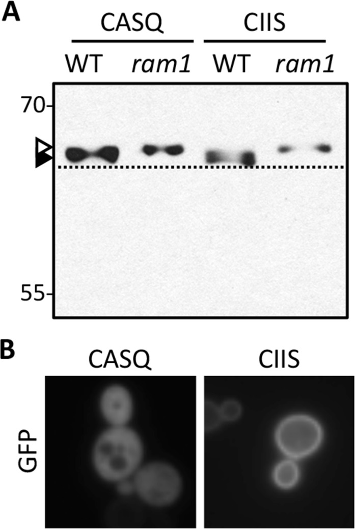 Figure 6—figure supplement 1.