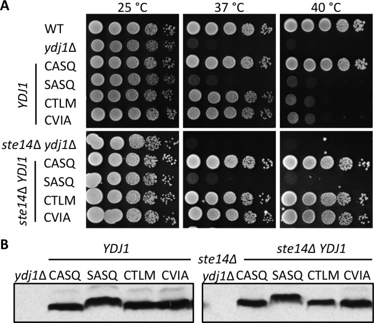 Figure 1—figure supplement 1.