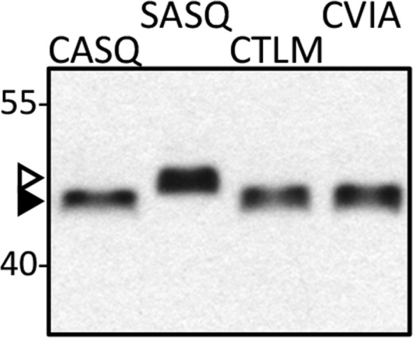 Figure 1—figure supplement 3.