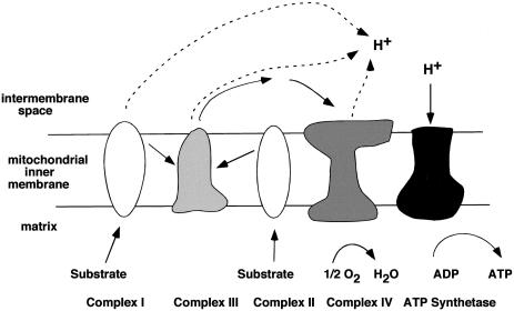 Figure  1