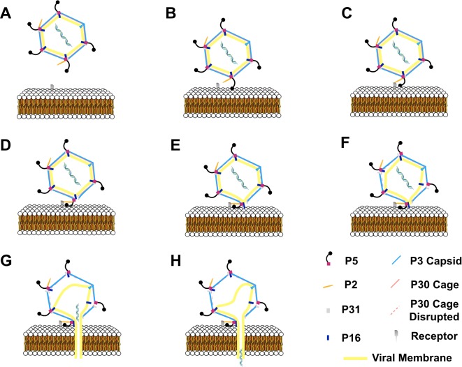 Figure 6—figure supplement 4.