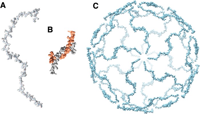 Figure 6—figure supplement 2.