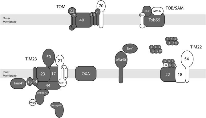 Figure 1.—