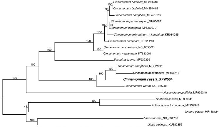 Figure 1. Phylogenetic position of Cinnamomum aromaticum inferred from likelihood method based on 19 complete plastome sequences from Lauraceae. Numbers on the nods are nanparametric bootstrap values from 1000 replicates.