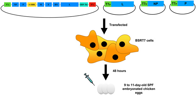 Figure 2: