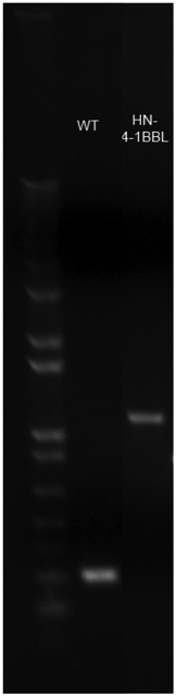 Figure 4: