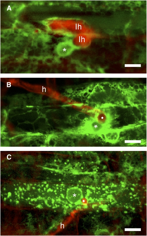 Figure 2.