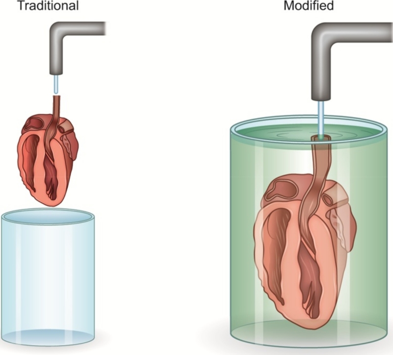 Modified Langendorff technique for mouse heart cannulation: Improved ...