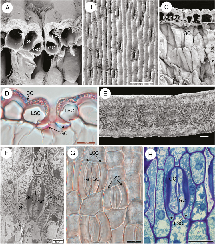 Fig. 8.