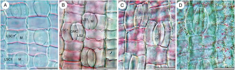 Fig. 9.