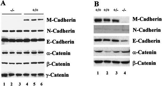 FIG. 8.