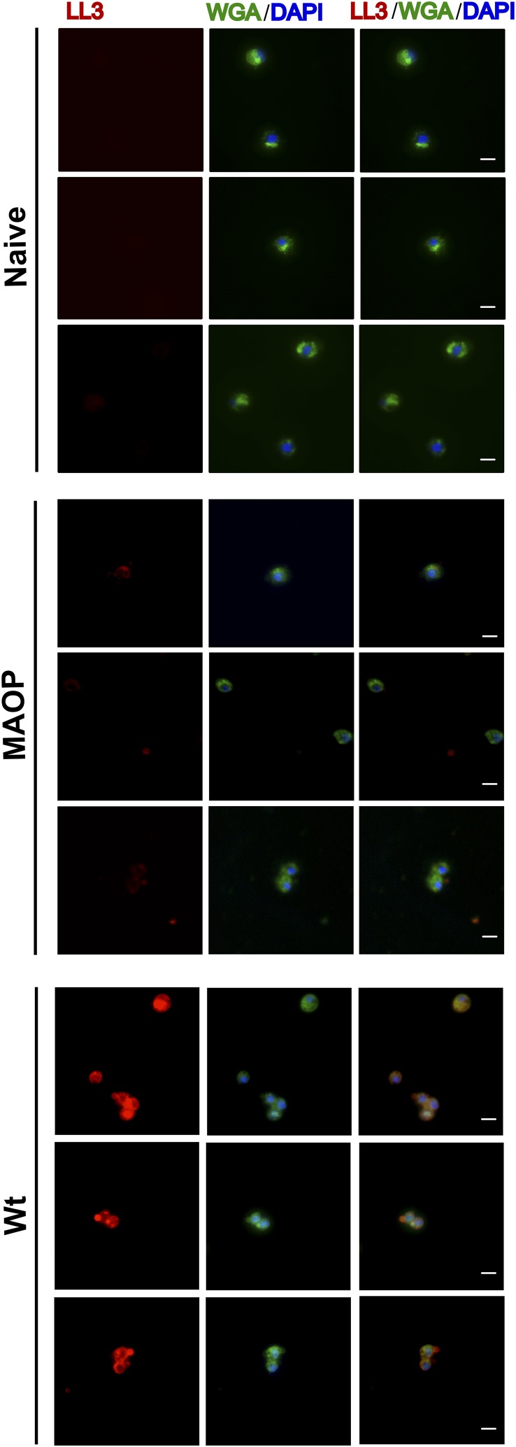 Fig. S1.