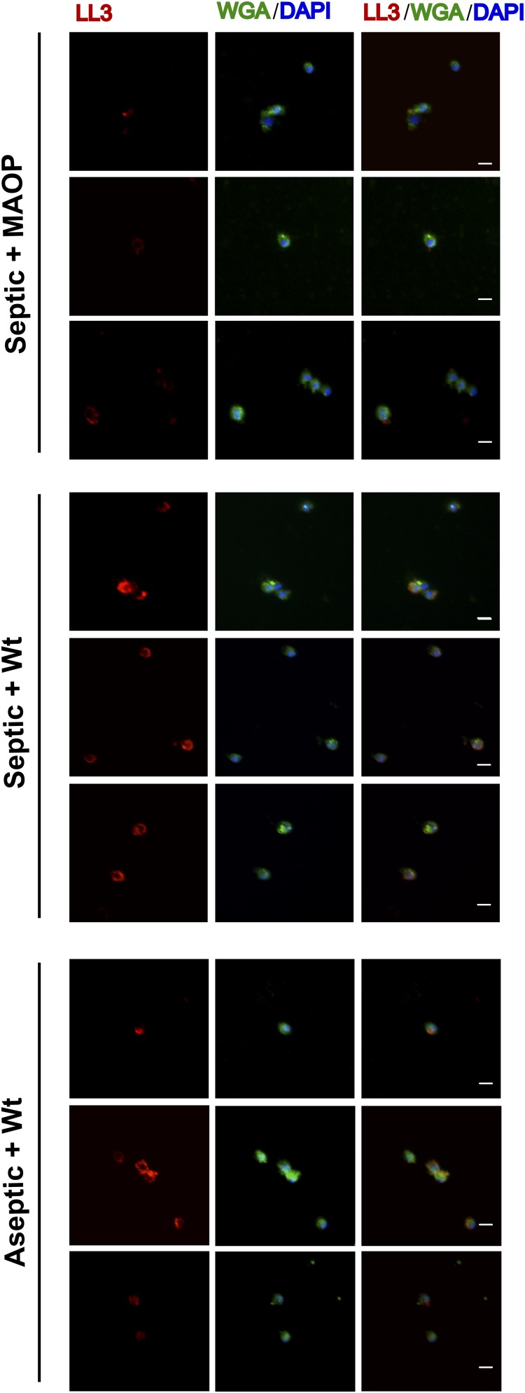 Fig. S3.