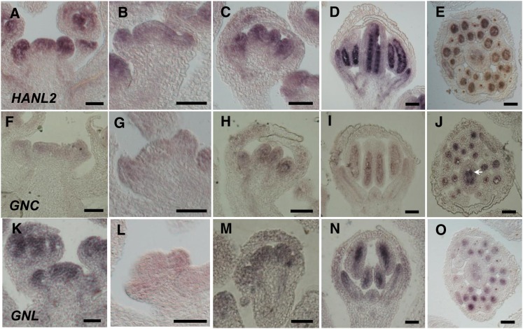 Figure 7.