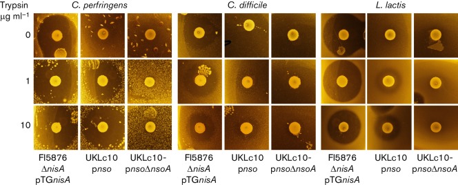 Fig. 8.