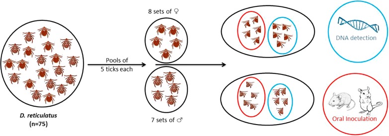 Fig. 1