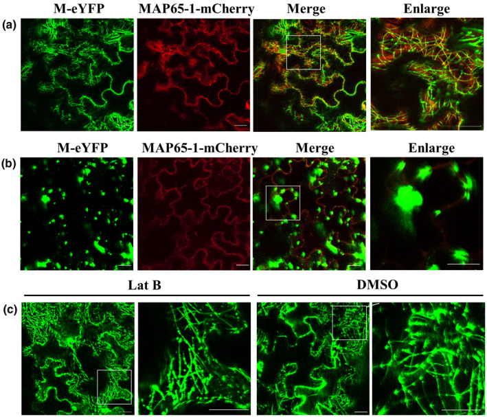 FIGURE 4