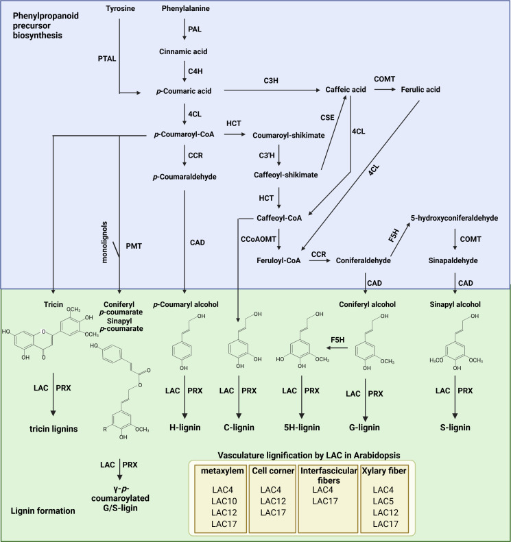 Figure 1