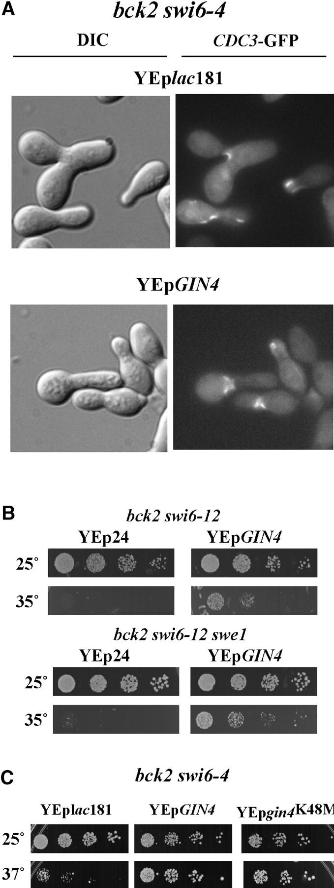 Figure 4.—