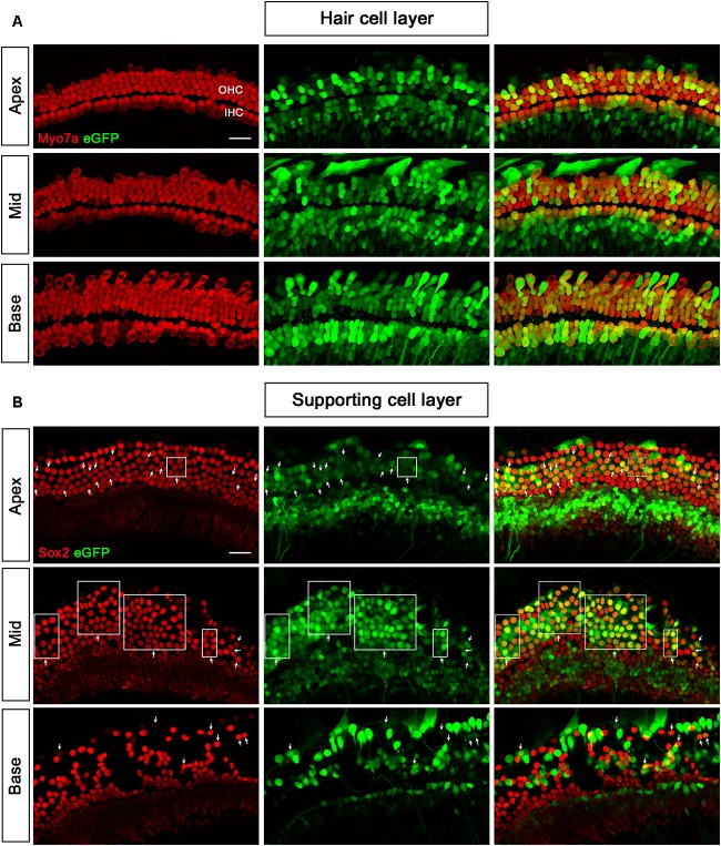 FIGURE 3