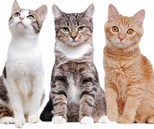 graphic file with name 146_2022_1555_Fige_HTML.gif
