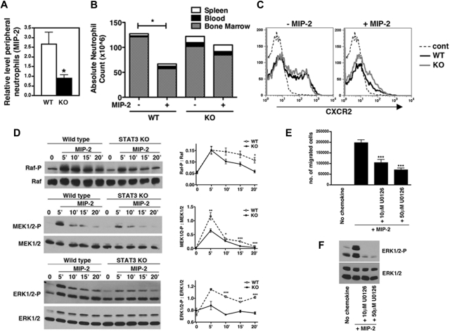 STAT3 controls the neutrophil migratory response to CXCR2 ligands by ...