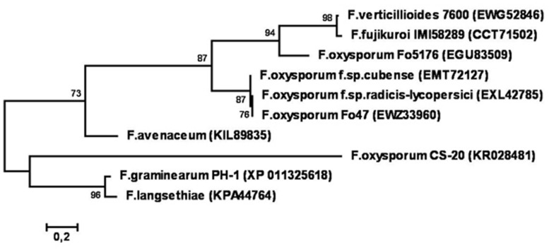 FIGURE 11