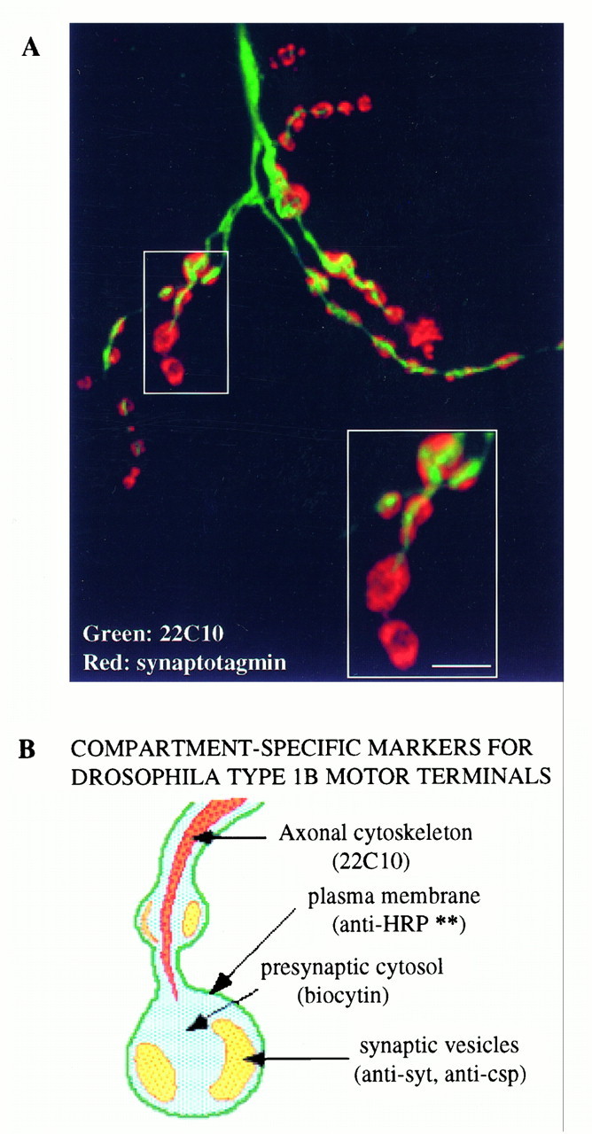 Fig. 8.