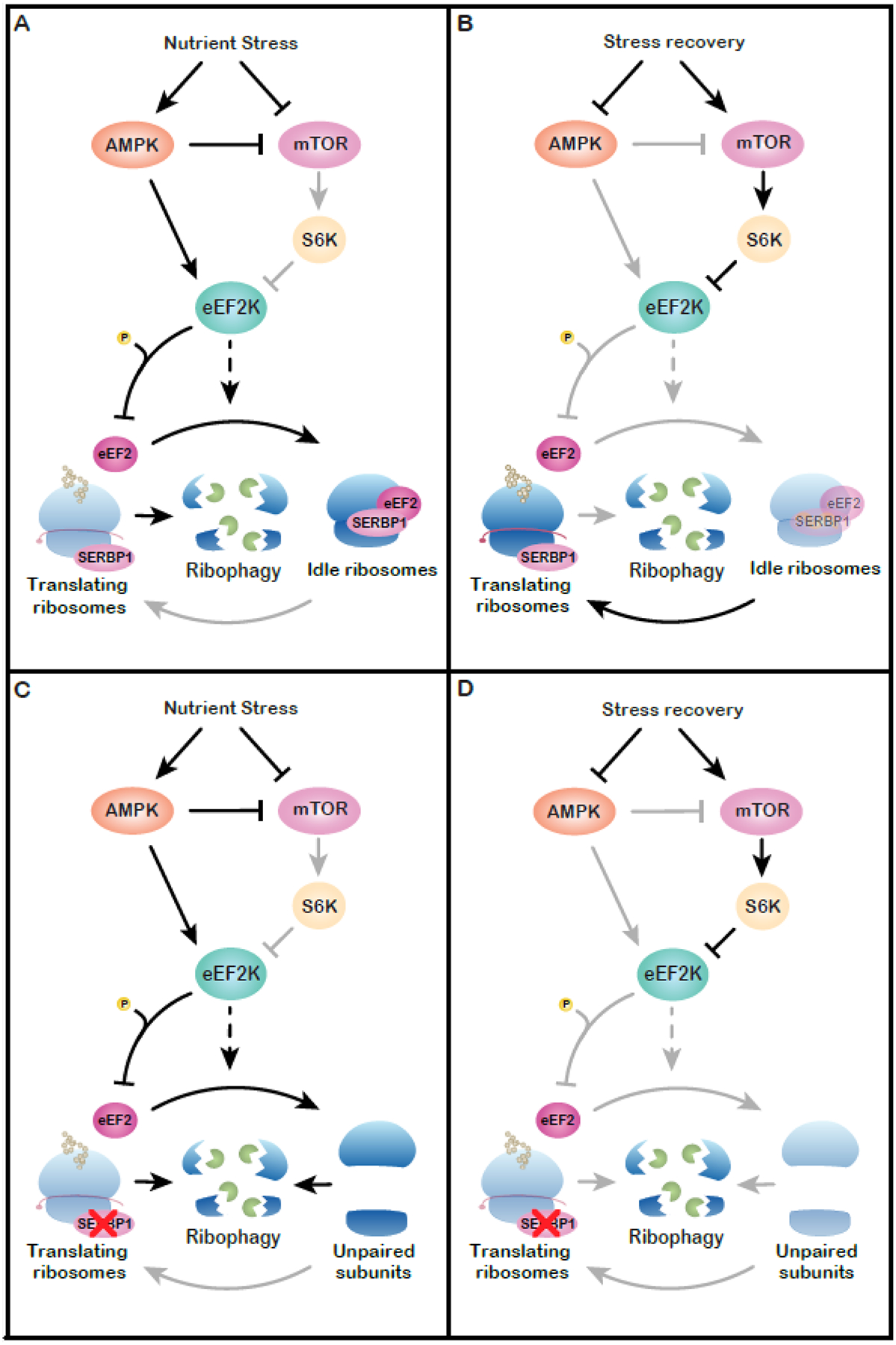 Figure 2 –