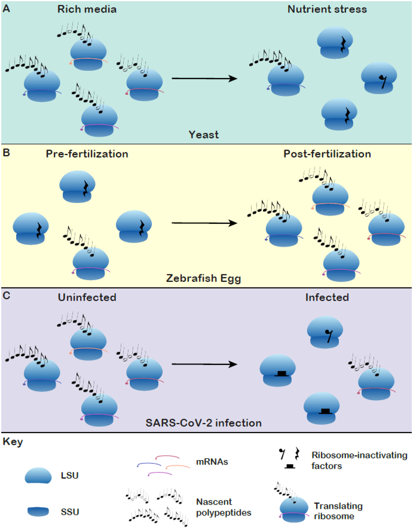 Figure 3, Key Figure –