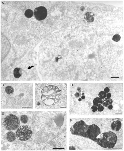 FIG. 5.