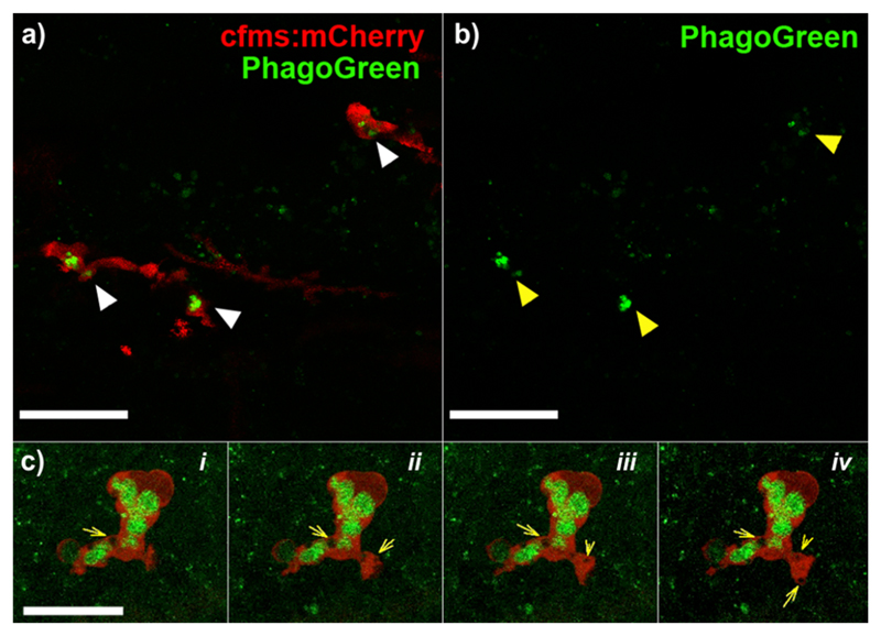 Figure 4