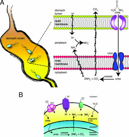 FIG. 3.