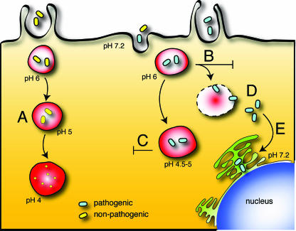 FIG. 2.